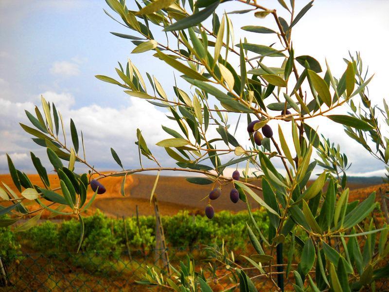 Il Canto Del Sole Monteroni dʼArbia Εξωτερικό φωτογραφία